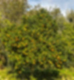 Laranja de Ermelo - Arcos de Valdevez - Peneda Gerês