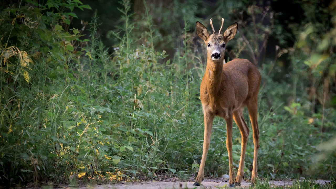 Parc national de Peneda Gerês