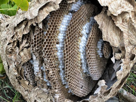 extra achtergrondfoto1.jpg