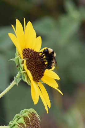 bij closeup small_17.jpg