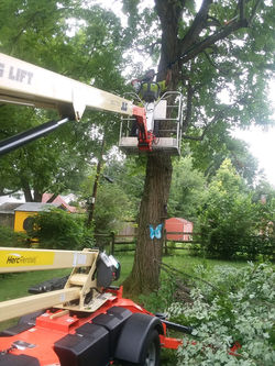 TREE TRIMMING