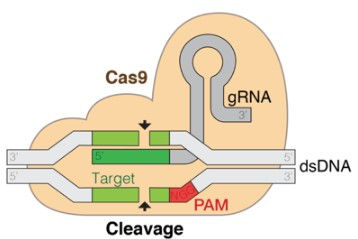 CRISPR 유사 능력을 가진 진핵생물의 단백질들