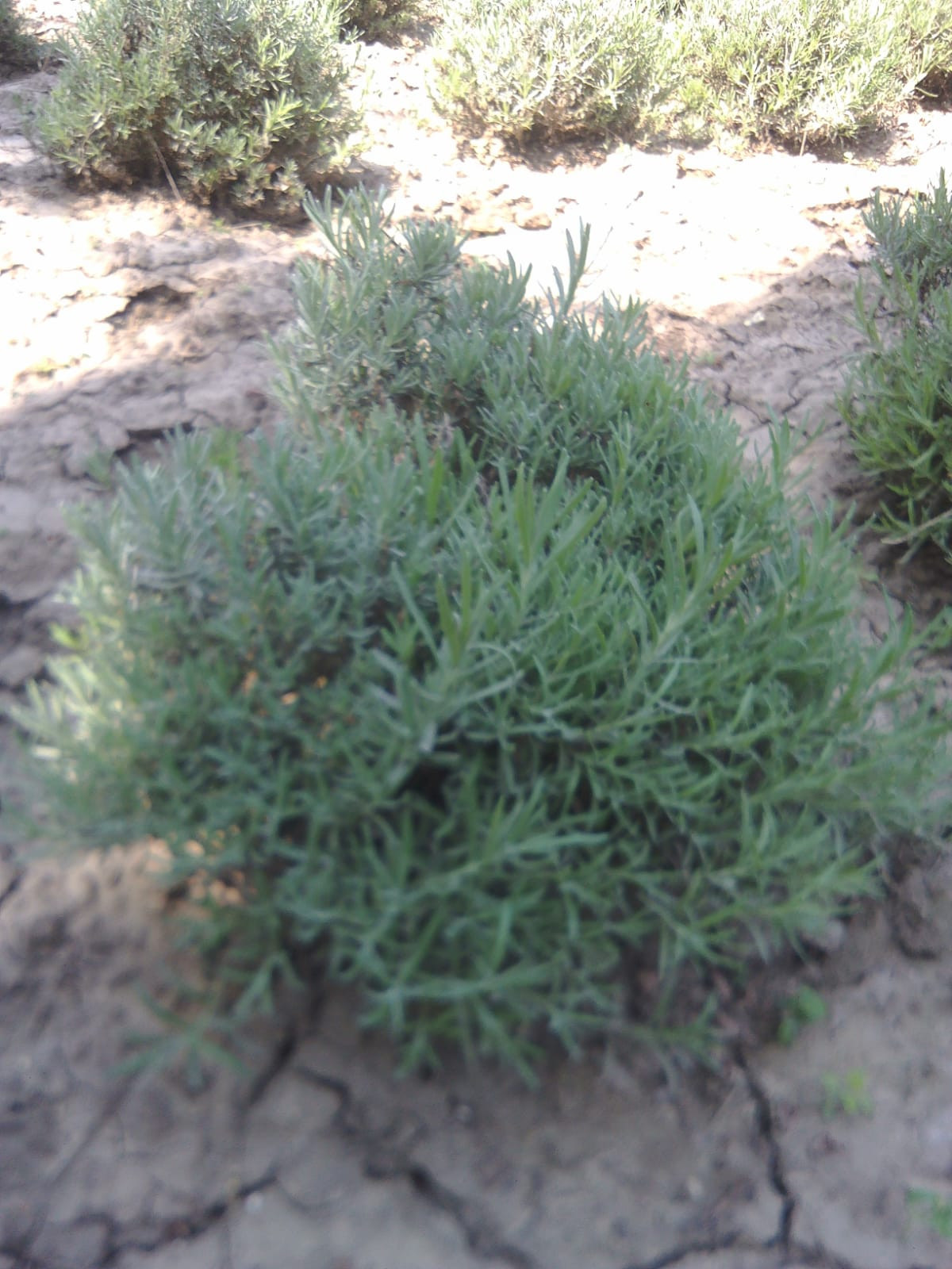 Medium lavender plant/Planta de Lavanda Medie