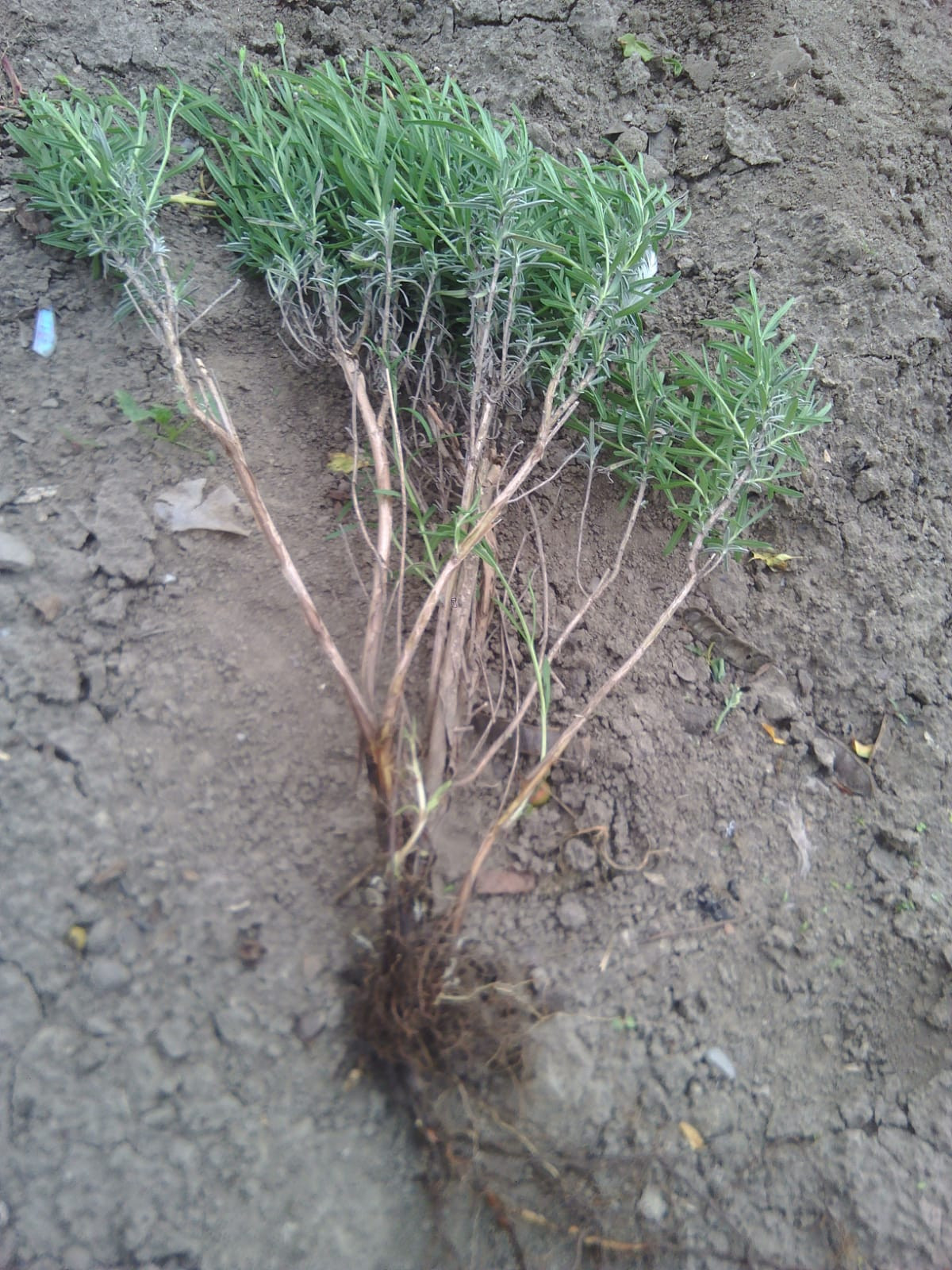 Lavender seedlings/Butasi de Lavanda