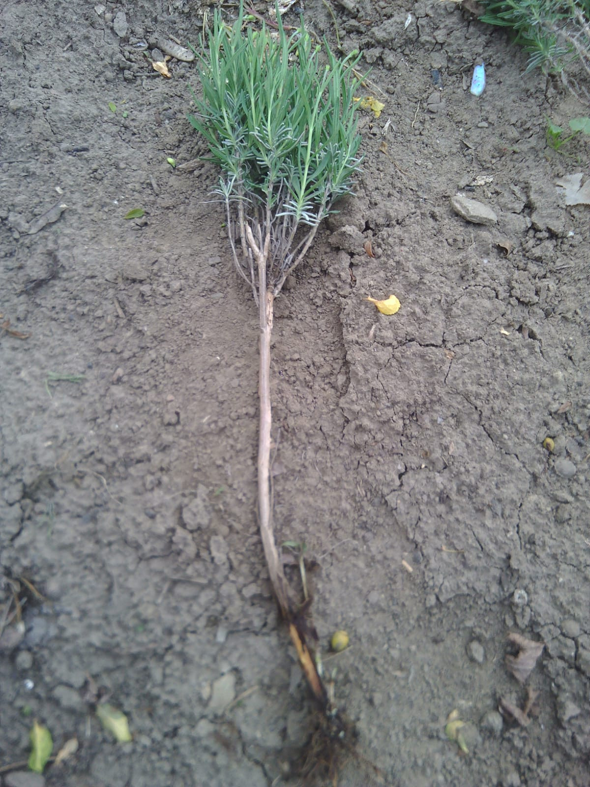Lavender seedlings/Butasi de lavanda
