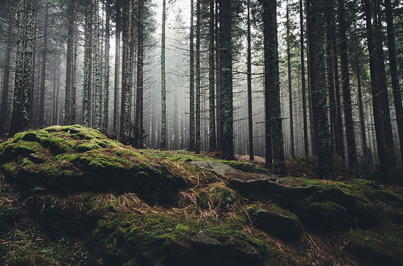 Beautiful nature, forest, mossy ground, fog