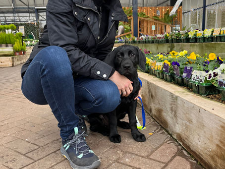 Guide Dog Puppy at the garden centre