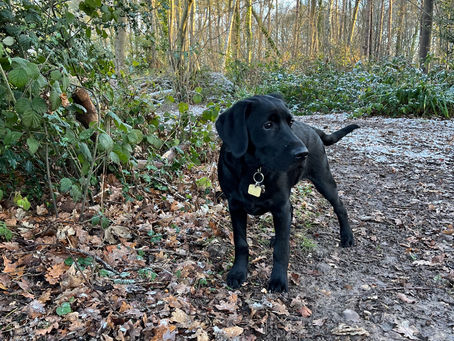Guide Dogs puppy Ulani in the woods