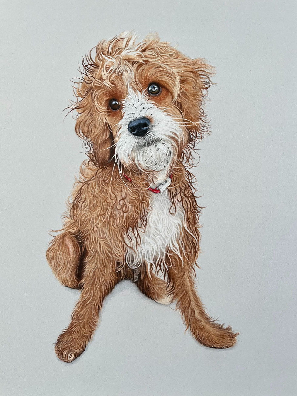 A Cavapoo portrait drawn in coloured pencil.