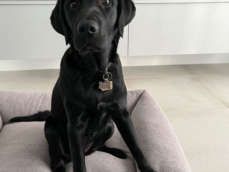 Life With a Guide Dog Puppy: Ulani at 6 Months 💛
