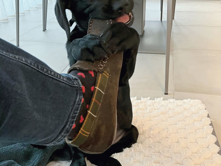 Puppy chewing Dad's slipper