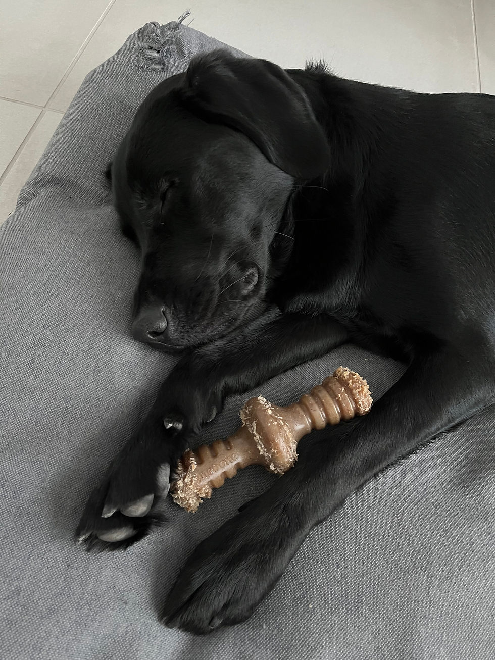 A black Labrador retriever cross asleep.