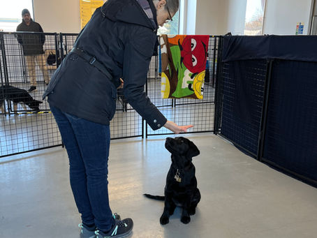 Milestones, Mud, and Meaningful Moments: A Puppy Update