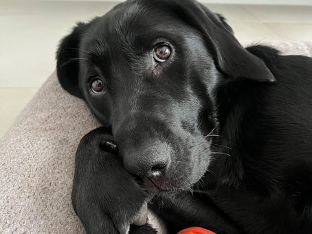 Ulani snoozing in her bed