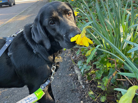 Ulani, a black Labrador Retriever cross puppy sniffing a daffodil
