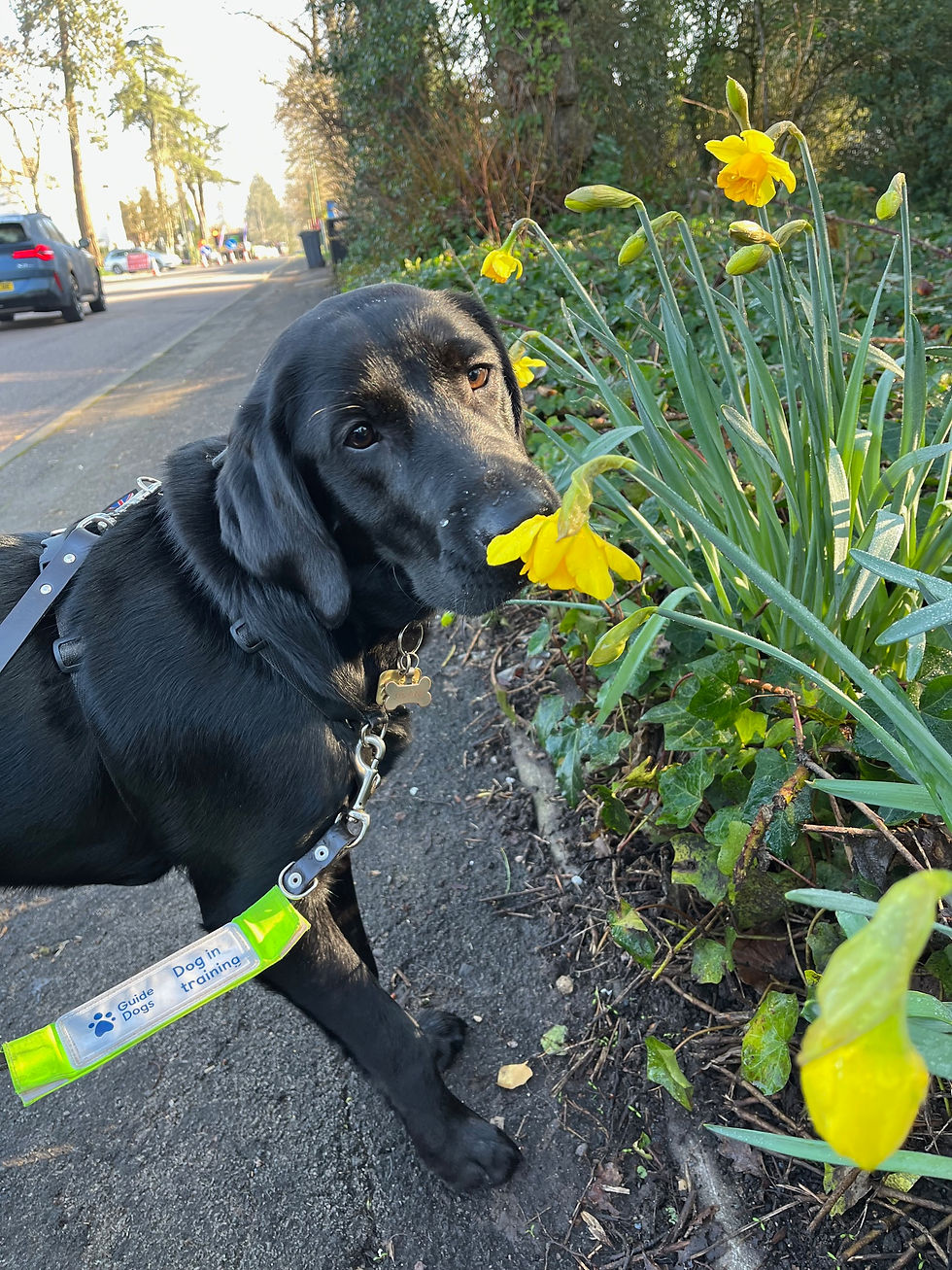 Ulani, a black Labrador Retriever cross puppy sniffing a daffodil