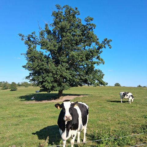 Vache noire et blanche dans un pré, bel arbre en arrière-plan, ciel bleu.