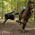 avocat pour accident de cheval