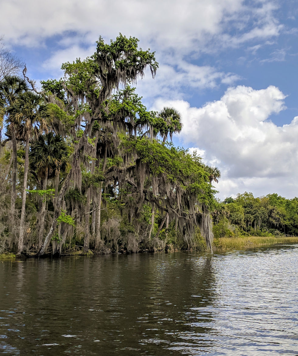 Salt Springs Creek