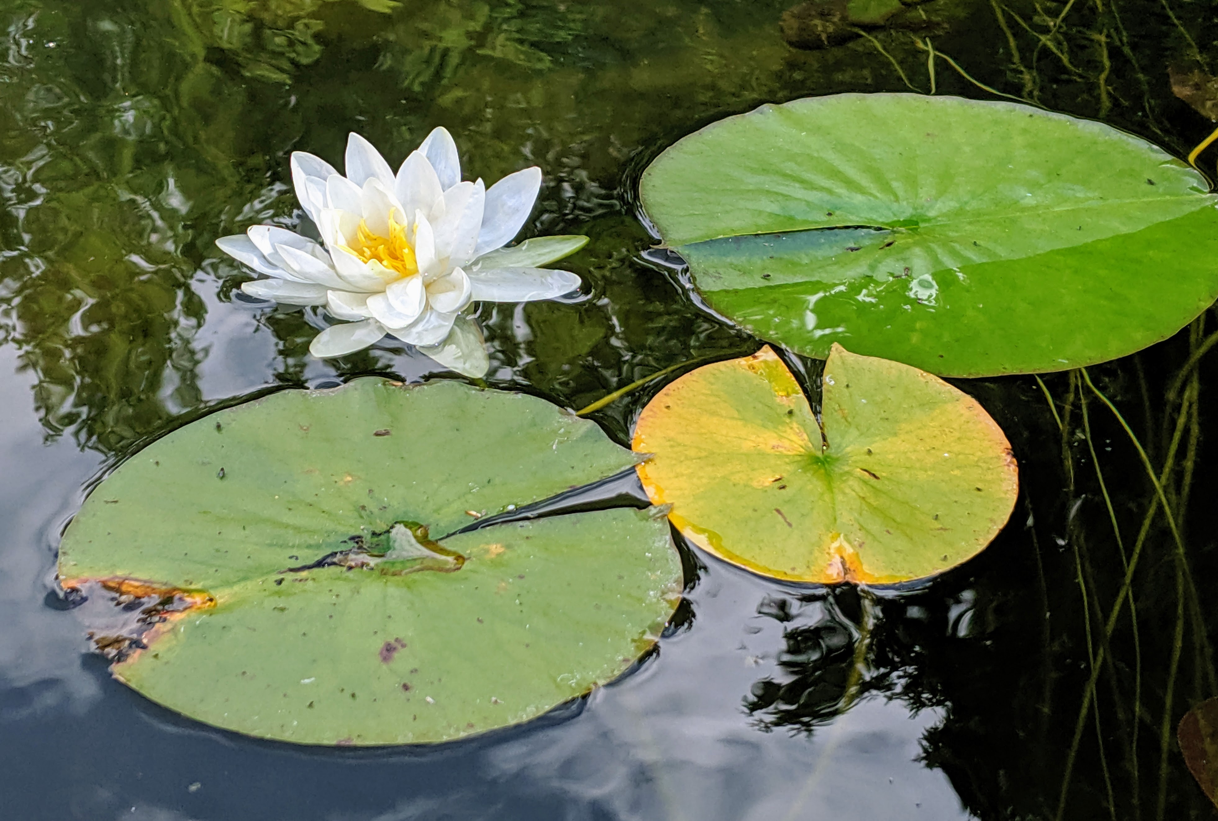 Water Lily