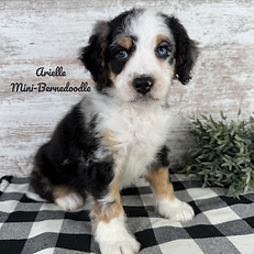 Arielle 4️⃣-6_edited.png