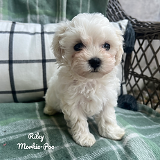 Riley Update One-3_edited.png