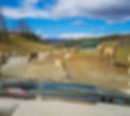 Deer and antelopes roam a gravel road in a scenic park. Blue sky, scattered clouds, and green buildings in the background. Vehicle in view.