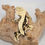 Thumbnail: Ghost - Lilly White Crested Gecko