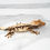 Thumbnail: LbCom08 - Extreme Harlequin Crested Gecko
