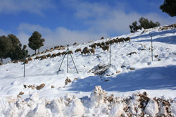 Ifrane, sheeps in mounatin Atlas