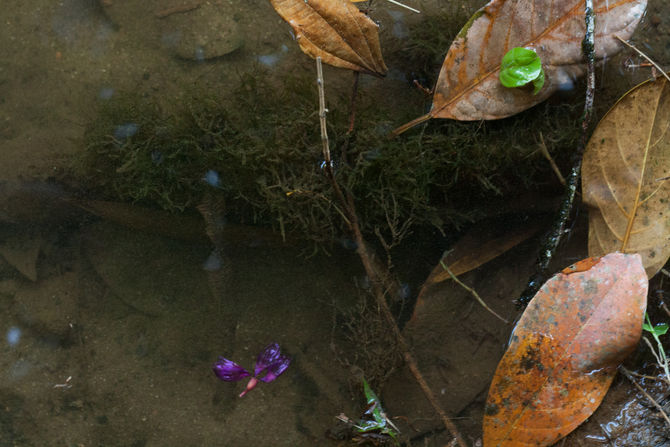 jardins submersos