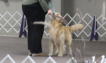 A golden retriever completes a rally sign.