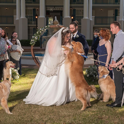 A new bride greets her Golden Retriever who is standing on his back legs. Several other humans and dogs stand watching