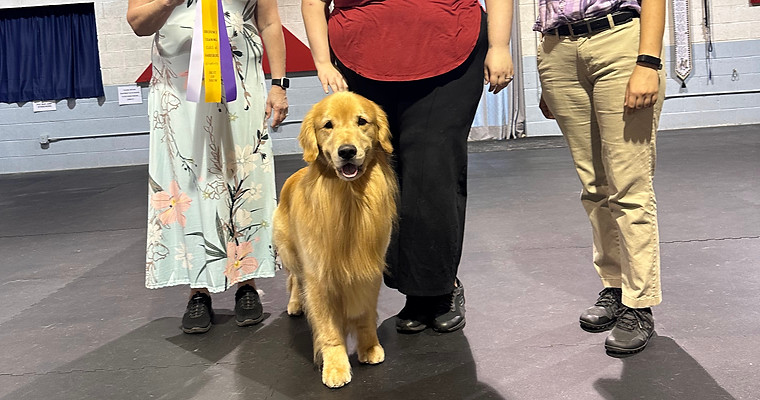 A golden retriever stands with the judge and two handlers recieving a Best In Show award.