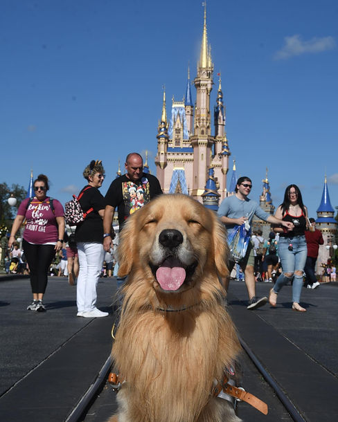 A Golden Retriever sits in front of the Disney World castle.