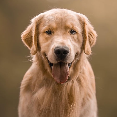 A close up photo of a Golden Retrievers head.
