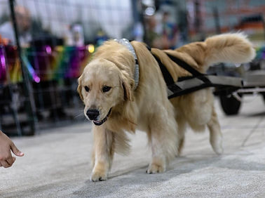 A golden retriever participates in weight pull.