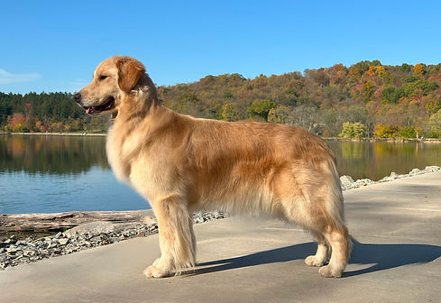 A Golden Retriever stands stacked in front of a beautiful lake and fall trees.