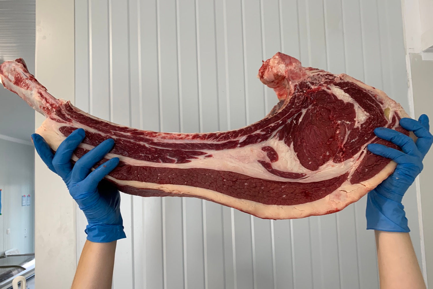 Tomahawk Blonde d'Aquitaine