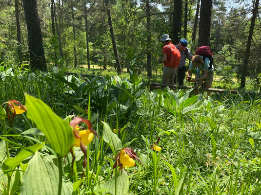 Merishausen-Hasenbuck WP 2023-06-07 (3).jpeg
