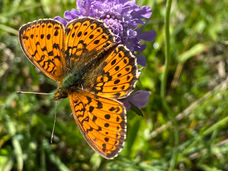 Arvenbühl -Flügenspitz 2023-07-11.jpeg