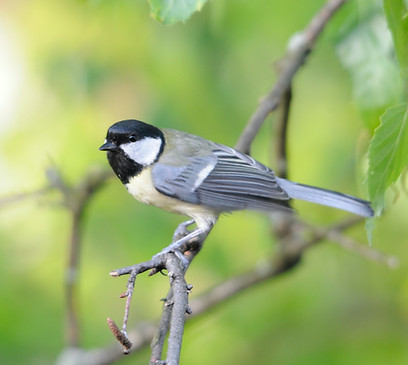 Kohlmeise - Vogelexkursion mit Wander-Plausch