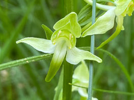 Merishausen-Hasenbuck WP 2023-06-07 (4).jpeg