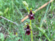 Chilpen-Tennikerflue_Reko_WP_2023-05-18 (8).jpeg