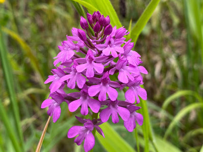 Bärschweil-Rotiflue-Kleinlützel 2023-06-08.jpeg