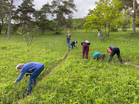 WP Orchideenexkursion Erlinsbach 2023-05-10 (3).jpeg