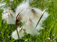 Arvenbühl -Flügenspitz 2023-07-11 (3).jpeg