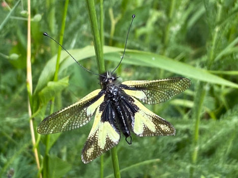 WP Binntal 2023-06-15 (5).jpeg