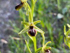 Reko Orchideenlehrpfad 2023-05-05 (2).jpeg