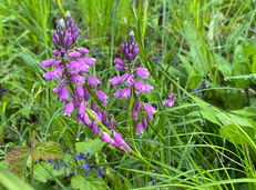 Chilpen-Tennikerflue_Reko_WP_2023-05-18 (7).jpeg